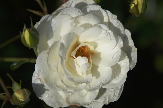 2-5IMGP0262