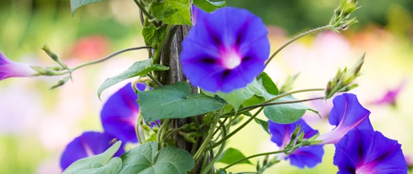 Morning-Glory-Rosry