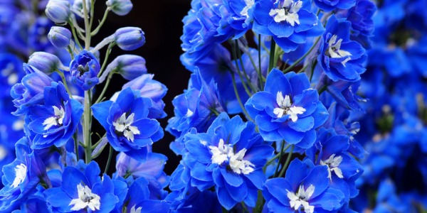 blue-delphinium