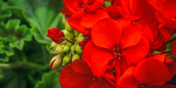 red-geraniums