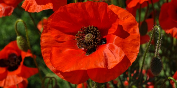 red-poppy