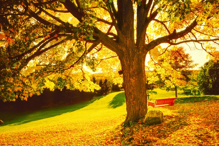 mapletree