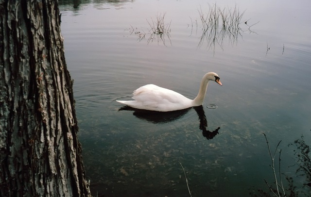 DFP image 6