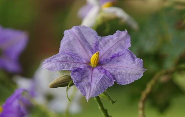 DFP54