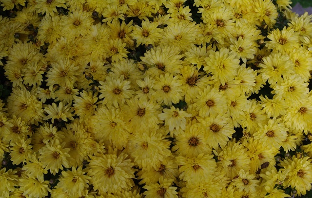 DFP59