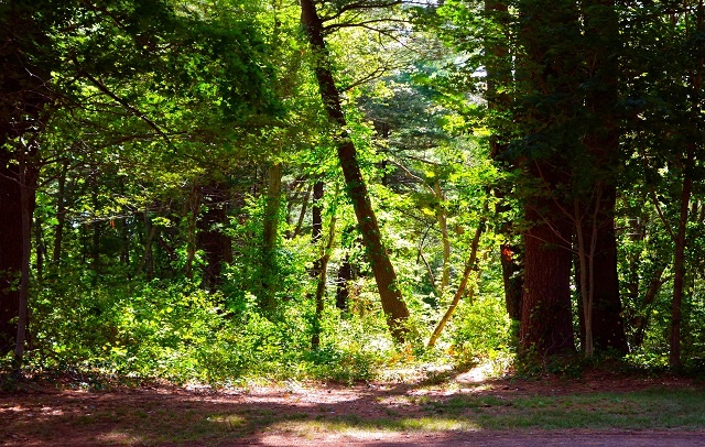 woods.jpg