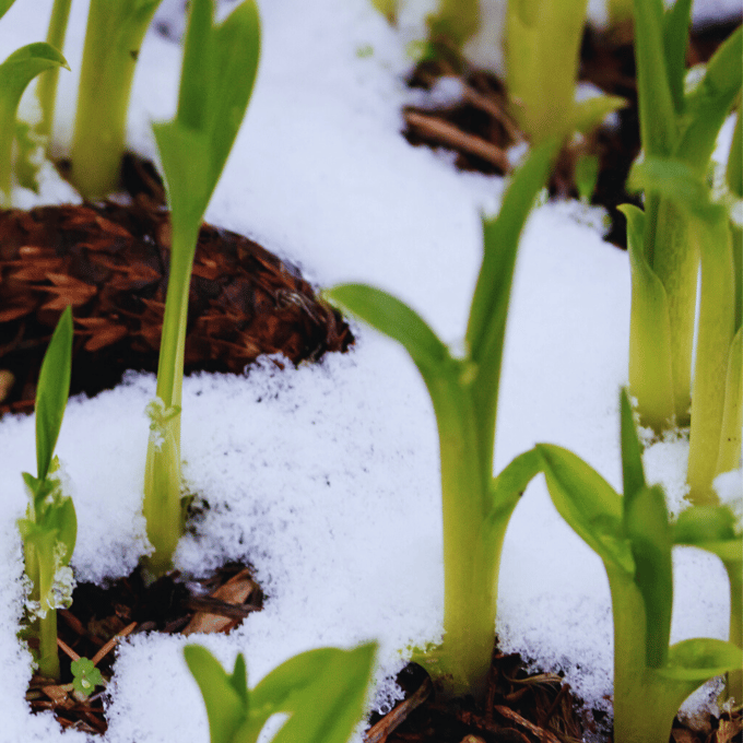 DayLily Snow