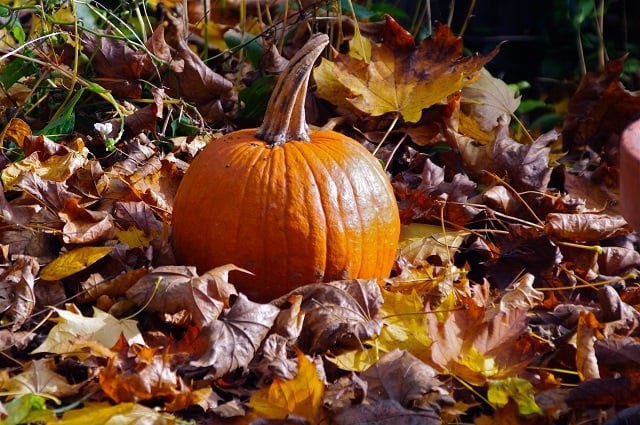 Nov 13