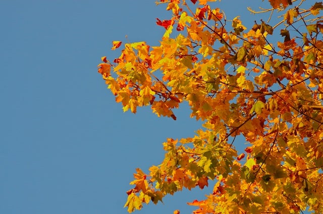 Nov 19