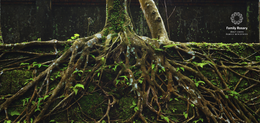 Strong Roots of Our Faith - Weekday Homily Video