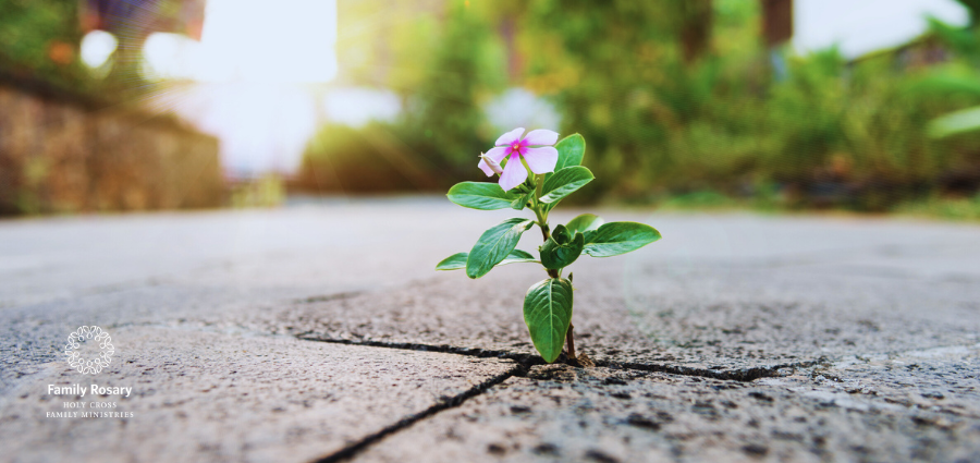 Grace in the Familiar - Weekday Homily Video