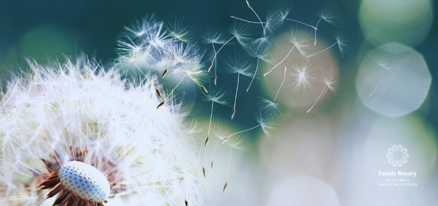 Where the Spirit Blows - Weekday Homily Video