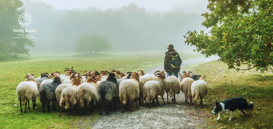 Following the Good Shepherd - Weekday Homily Video