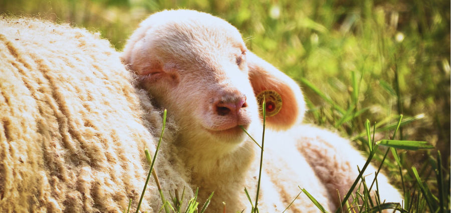 The Shepherd is Enough - Weekday Homily Video
