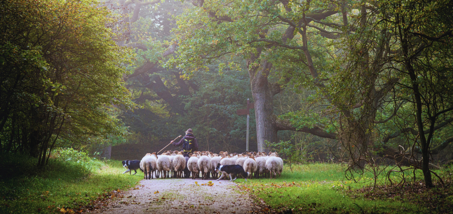 Feed My Sheep - Weekday Homily Video