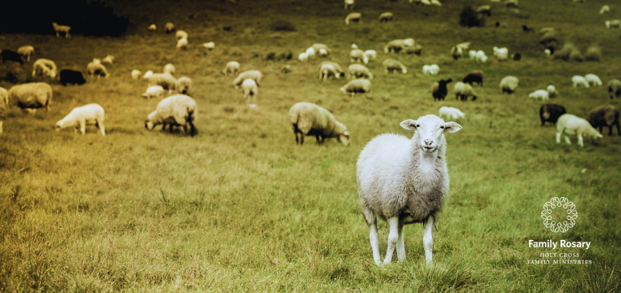 Tending Sheep with Hungry Hearts - Weekday Homily Video