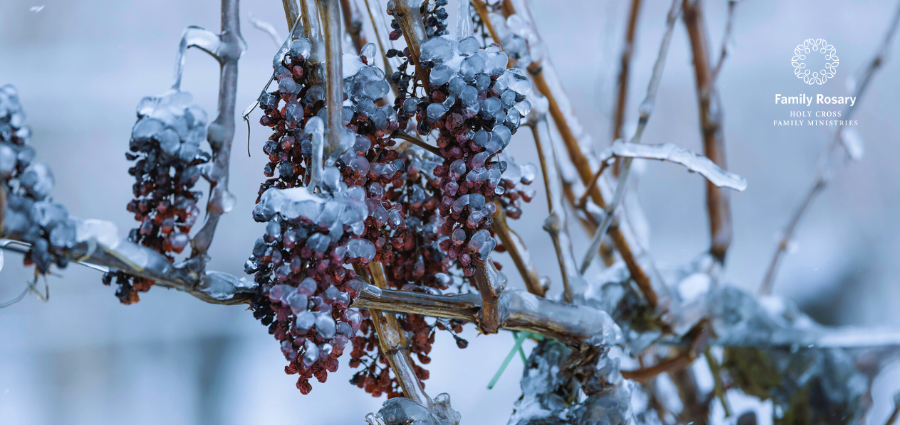 Icy Seasons of Life - Weekday Homily Video