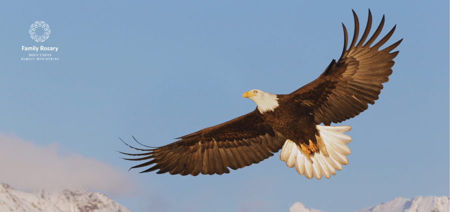 Rising to Great Heights - Weekday Homily Video