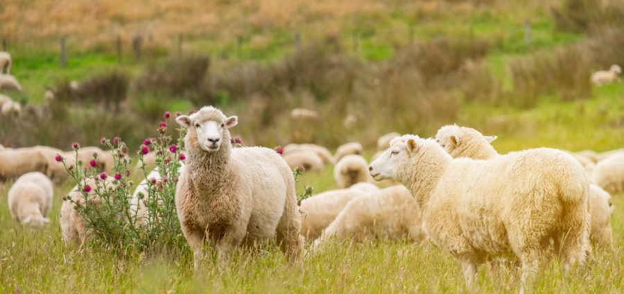 Sheep Need a Shepherd - Weekday Homily Video