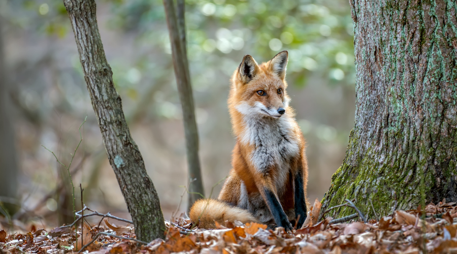 How to Tame a Fox - Family Reflection Video