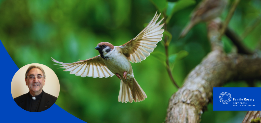Not a Sparrow is Forgotten by God