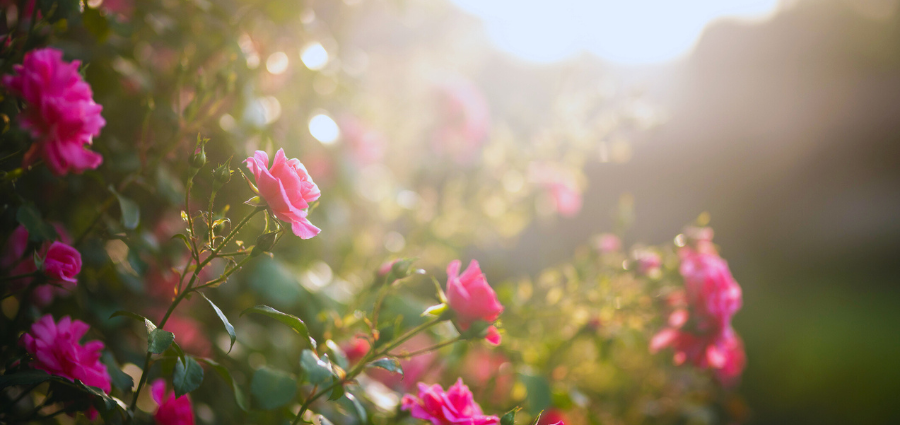 The Blessed Mother and the Scent of Roses