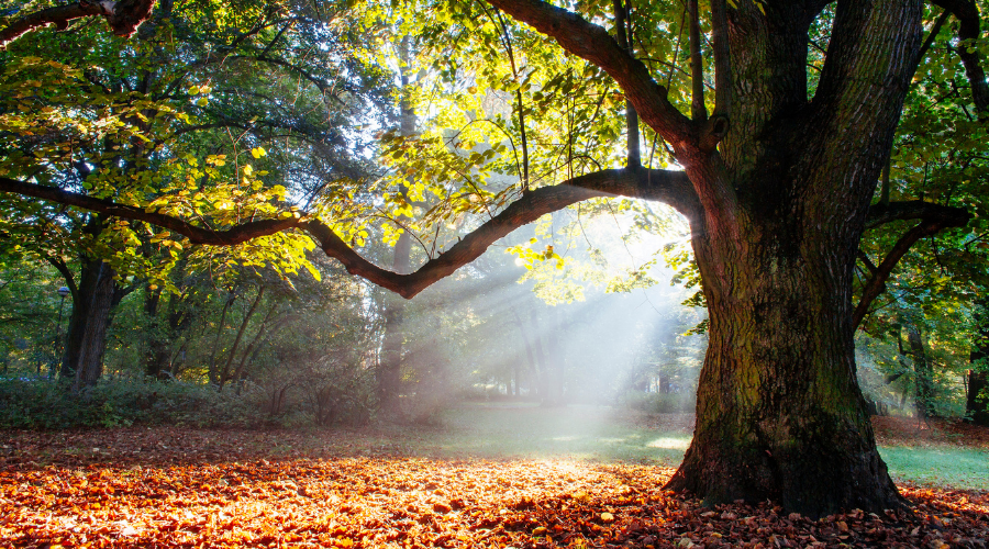 The Acorn - Family Reflection Video