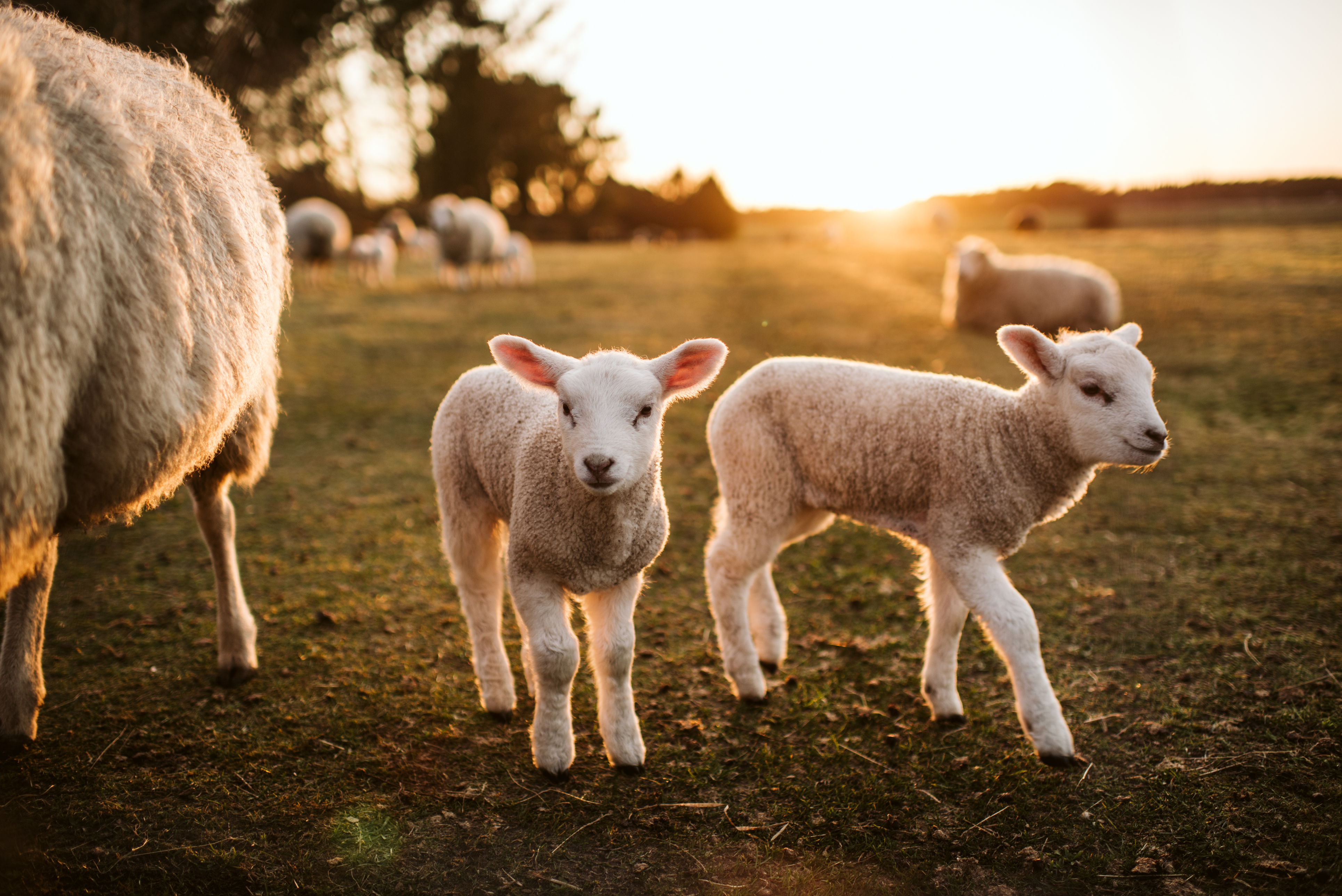 Good Shepherds - Family Reflection Video